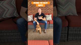How to Pick the Right Puppy! #dogtraining #dogtrainer #dogtrainingtips