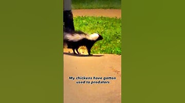 My Chickens Have Gotten Used To The Predators!!!