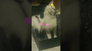 #cat #gatos #estrella #michi #⭐✨
