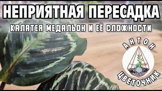 Неприятная пересадка: калатея медальон и её сложности