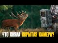Фотоловушка в глухом лесу! Что сняла скрытая камера за месяцы наблюдений?