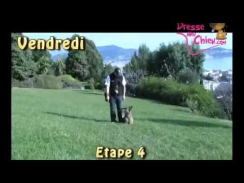Comment apprendre a mon chien a ne pas bouger dans la position couché vidéo 4/6 - YouTube