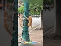 Ginger cats is the best