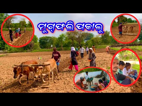 ମୁଗଫଲି ପକାଲୁ // Mugfali Pakalu // New Sambalpuri Vlog Video //Sambalpuri Video#sambalpurivlog#lbvlog