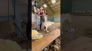 A full day of shearing