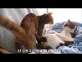 猫プロレスで壁渡り(？)　～ぴっち♀VS ぽっけ♂～　Wrestling cat walking on the wall ～Picchi♀＆Pokke～ 2014.10.