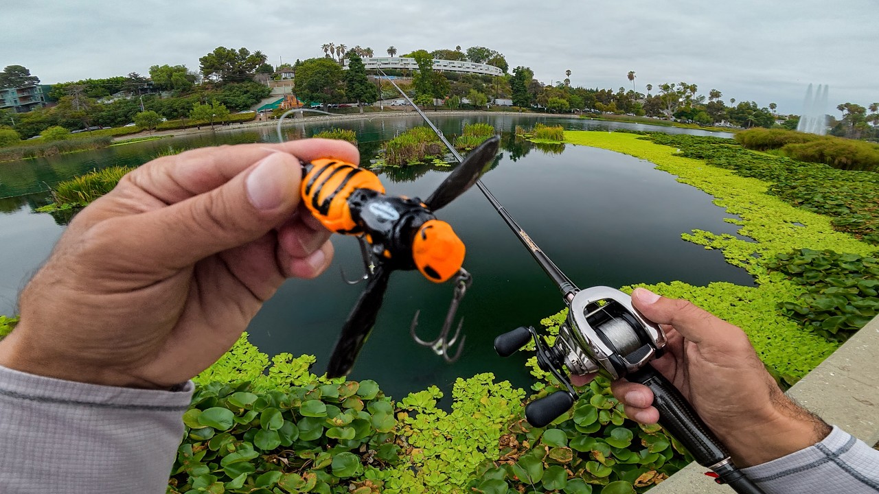Fishing a GIANT Wasp Lure for Big City Bass!