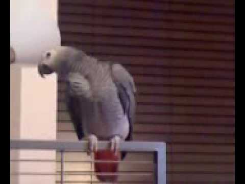 Parrot Marco - თუთიყუში მარკო