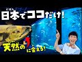 日本で唯一“天然のサケ”に会える水族館！北海道の千歳水族館をぐるっと徹底解説ツアー🐟