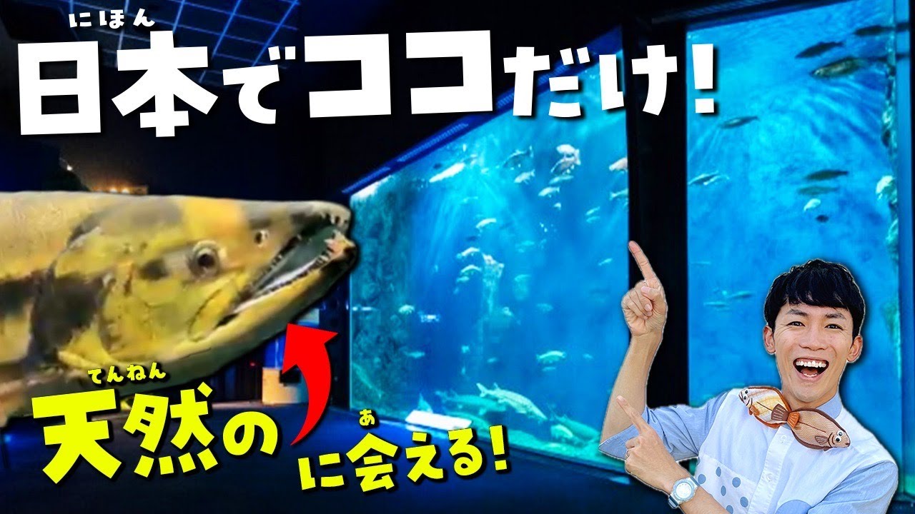 日本で唯一“天然のサケ”に会える水族館！北海道の千歳水族館をぐるっと徹底解説ツアー🐟