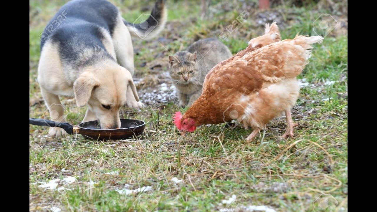feeding my dog and chicken in backyard - YouTube