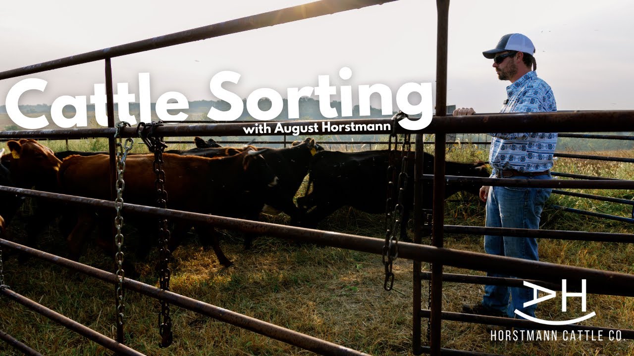 Sorting Cattle With Horstmann Cattle Co.