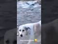 dog comedy 🤣 funny #ShortViral#ShortKshir