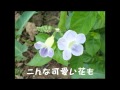 7月、2012年はじまりました、じいじとばあばの新しい暮らし第4弾!