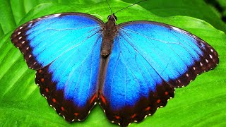 Top 10 Amazing Facts about Butterfly