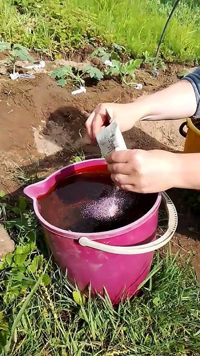 АРБУЗОВ И ДЫНЬ БУДЕТ МОРЕ! Лучшая подкормка для арбузов и дынь ...
