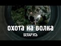 Волк оторвал голову корове. ОХОТА НА ВОЛКА В БЕЛАРУСИ ВО ВРЕМЯ ПАНДЕМИИ, ВЫБОРОВ И НЕСКОШЕННОЙ ТРАВЫ