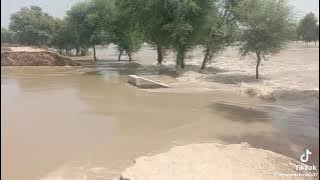 johi flood 2022!!johi ring band