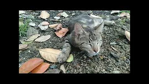Watch the video about Bermain bersama anakan kucing Maine Coon mix bengal