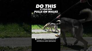 Do This if Your Dog Pulls on Walks #dogtraining #dogtrainer #leashpulling #leashtraining #puppy #dog