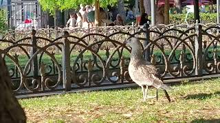 #kuş #hayvan #reels #shorts 