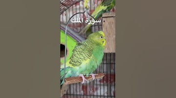 #سورة_الملك #قرآن #تبارك #المصحف #العراق #تربية_الطيور #البادجي #الأمريكي #quran #birds #budgies