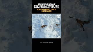 Stunning drone footage captures red foxes running across ice-covered Lake Michigan