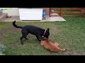 Labrador vs boxer, ¿cuál es el más poderoso?