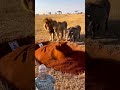 #animals #lion #wildlife #wildanimals #funny