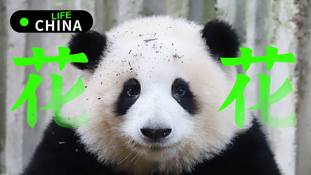 熊猫届顶流女明星“花花”｜成长记｜“花花”又留级了