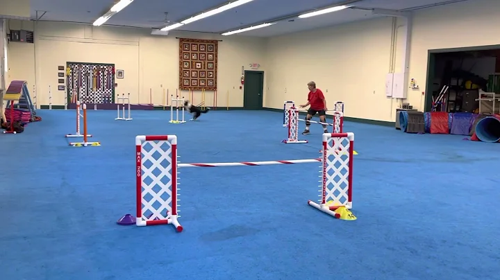 ZephyrJoe USDAA AtHome Masters Jumpers 22 event 11...