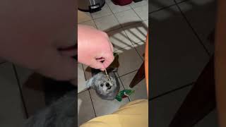 Molly loves noodles 🍜 #pets #dogs #80smusic #hungryeyes #radical #radallical #shortsfeed #shots