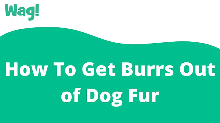 How To Get Burrs Out of Dog Fur | Wag!