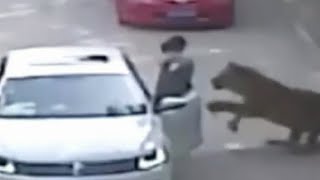 Tiger Attack | Woman Dragged From Car [GRAPHIC VIDEO] screenshot 3