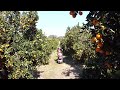How we picked oranges in Israel / Сборы апельсинов в Израиле