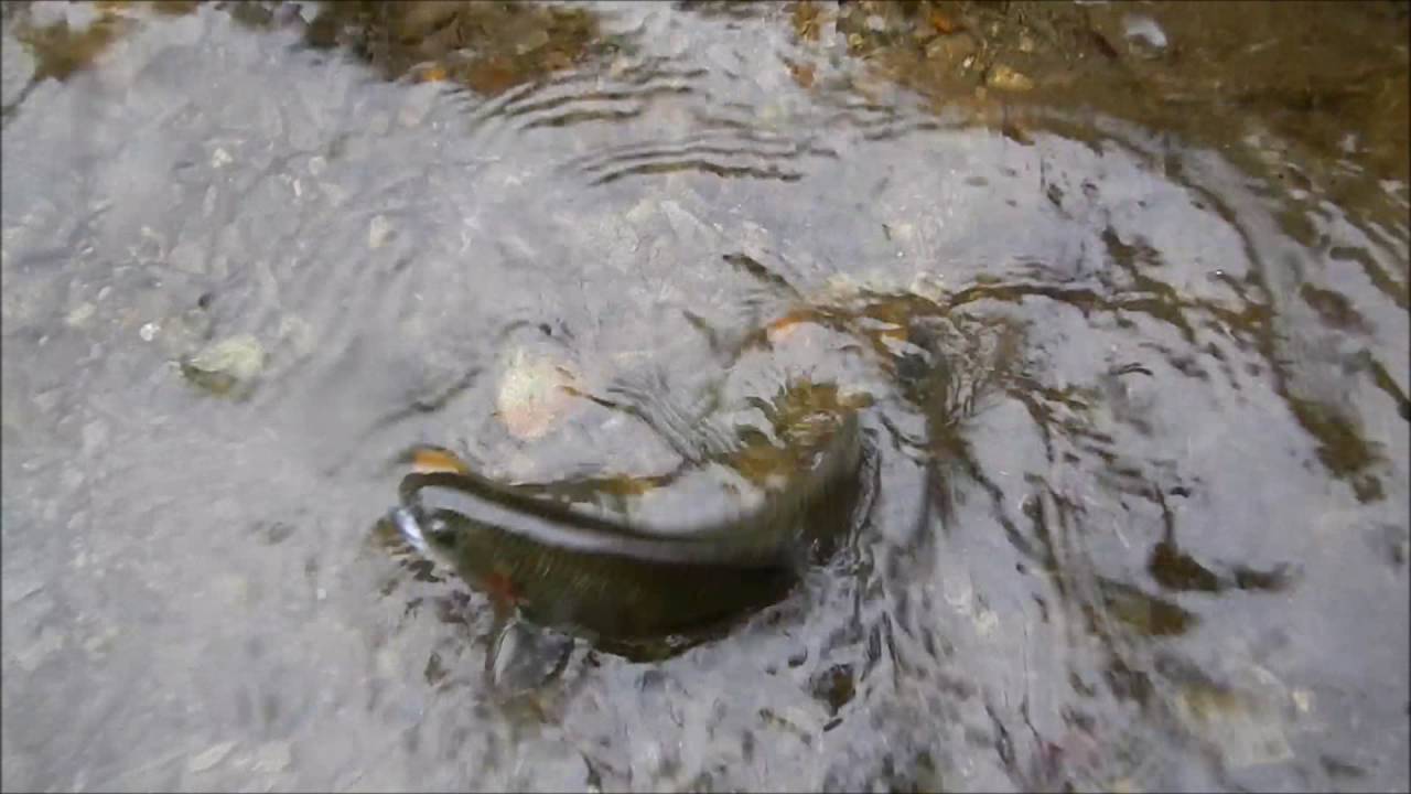 クラシックレベルラインテンカラ 冬の管釣り 高解像度版 Youtube