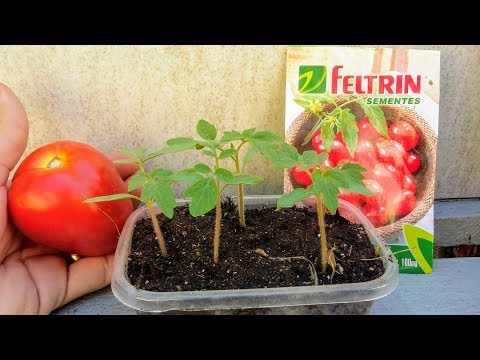 Vídeo: Mudas De Tomate, Incluindo Em Que Dia Os Tomates Germinam E Como Verificar As Sementes Antes De Plantar