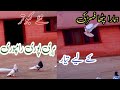 Hamare Naye Kabutar Ek Hari Puri Or Ram Puri My New Upload Vlog Video