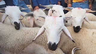 خيرات موجودة في سوق الأسبوعي حد لولاد عبدون نقدم لكم أتمنة خروف