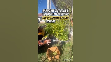 i harvested my basil & did some cilantro trimming !