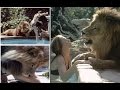 'Living With Lion' Young Melanie Griffith And Mom Tippi Hedren With Their PET LION Neil