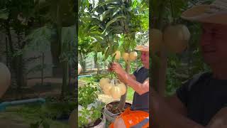 Morning Harvest R2E2 Mango Picking Life In Thailand