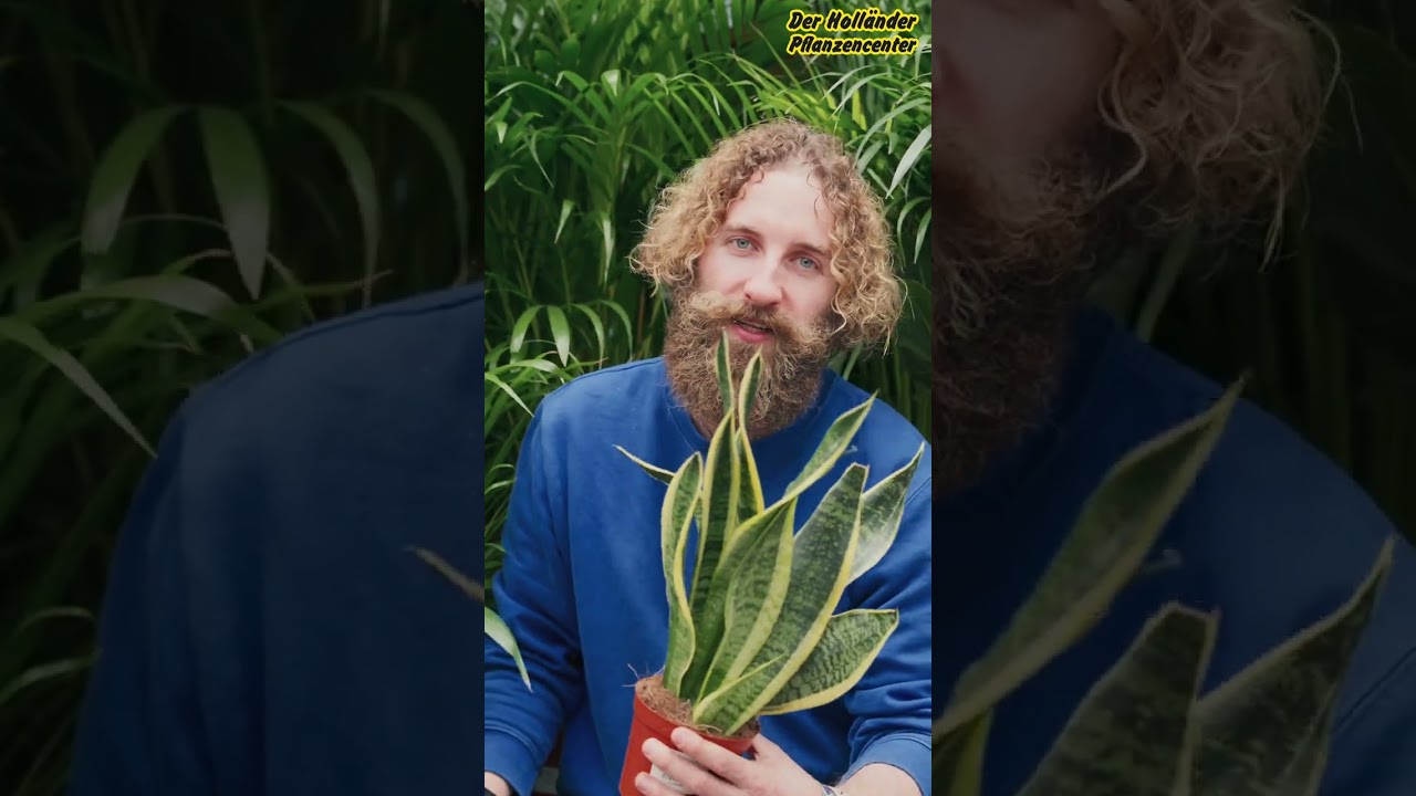 zimmerpflanze bambusartig Bambus-Drachenbaum | Dracaena surculosa main image 1