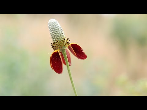 Video: Mexicaanse hoed, of plant ratibida zuilvormig