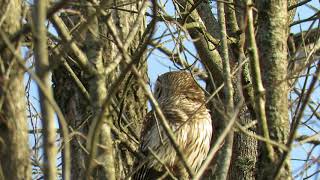Barred Owls Caterwauling