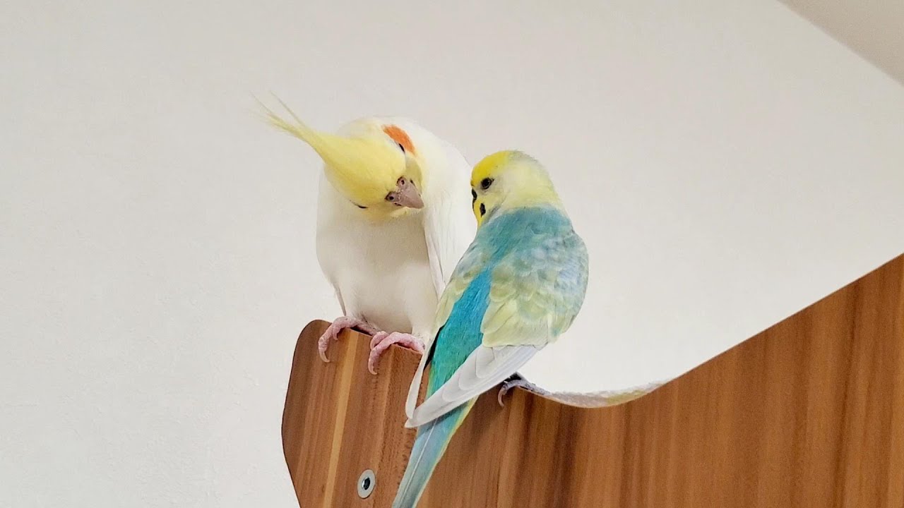 女性が喜ぶ♪ kosumosu様❤オカメインコ ストラップ♡ セキセイインコ ...