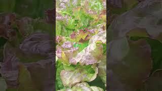 Salat und Himbeeren #hochbeet #selbstversorgergarten #shortsvideo #urbangarden #shortsvideo #shorts