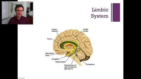 Lecture 3   Subcortical Regions