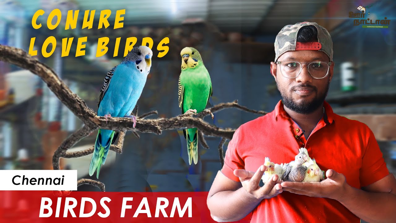 Birds for Sale !! Love Bird Conure Budgies Oor Naattaan YouTube
