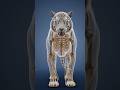 Tiger Ki Aankhon Mein Raat Ko Chamak Kyun Hoti Hai? 😱 | Dark Secret of Tiger Eyes #shorts